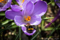 Hummel auf Wassersuche